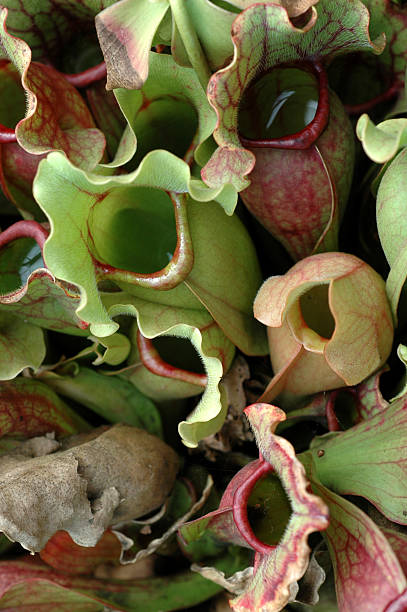 istock purple pitcher plant, Sarracenia purpurea 91050124