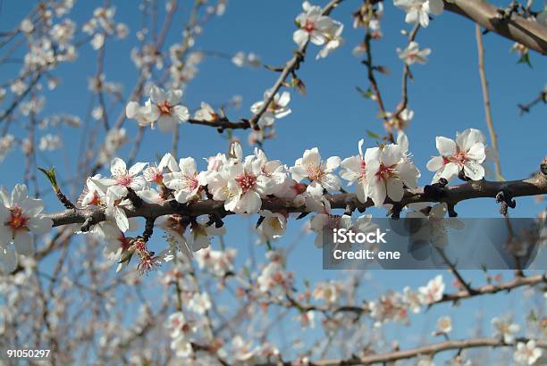 Almond Blossoms Stock Photo - Download Image Now - Almond, Backgrounds, Beginnings