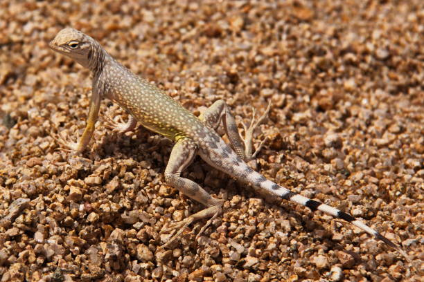 istock Lizard in Joshua Tree National Park 910503216