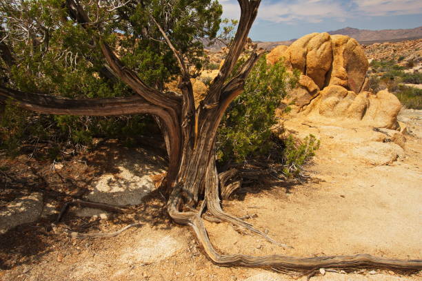 istock Landscape in Joshua Tree National Park 910503246