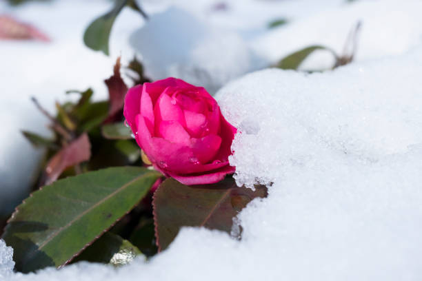Pink flower of common camellia surrounded with snow in winter, Tokyo, Japan.