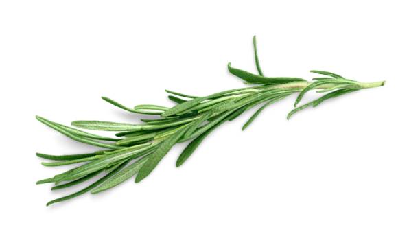 erba. - chive herb isolated freshness foto e immagini stock