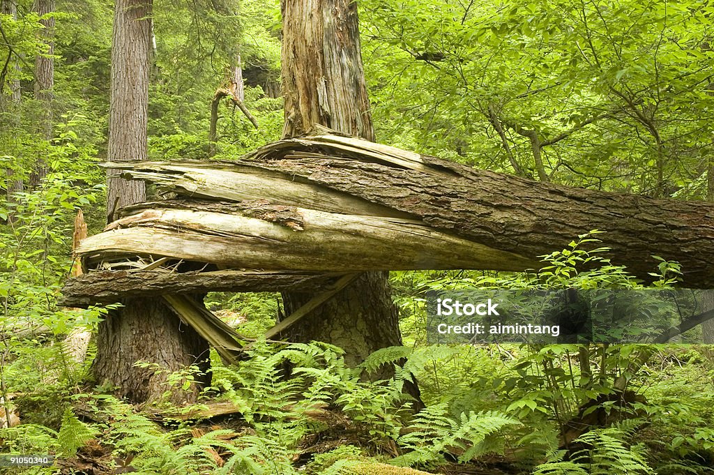 Trenzado de árbol - Foto de stock de Actividad libre de derechos