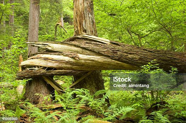 Перекрученные Дерево — стоковые фотографии и другие картинки Ricketts Glen State Park - Ricketts Glen State Park, Без людей, Безопасность