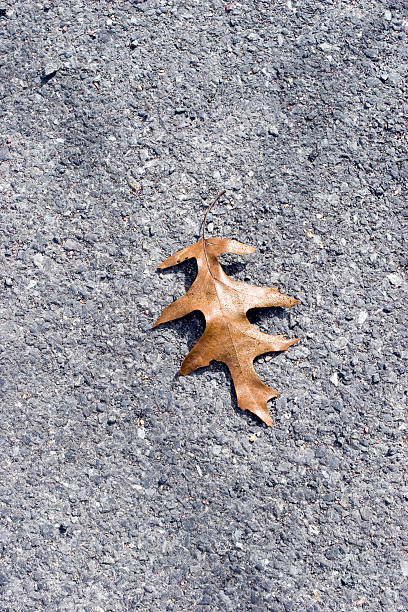 Dry leaf on the path stock photo