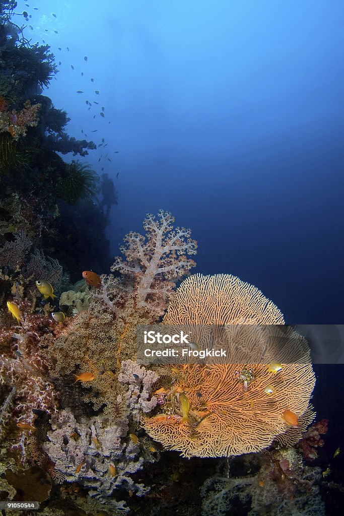 Gorgonia coral Filipiny - Zbiór zdjęć royalty-free (Apo Island)