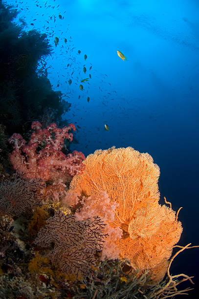 цветные коралловые-веерная с мягкий коралл и школа рыб. филиппины - apo island стоковые фото и изображения