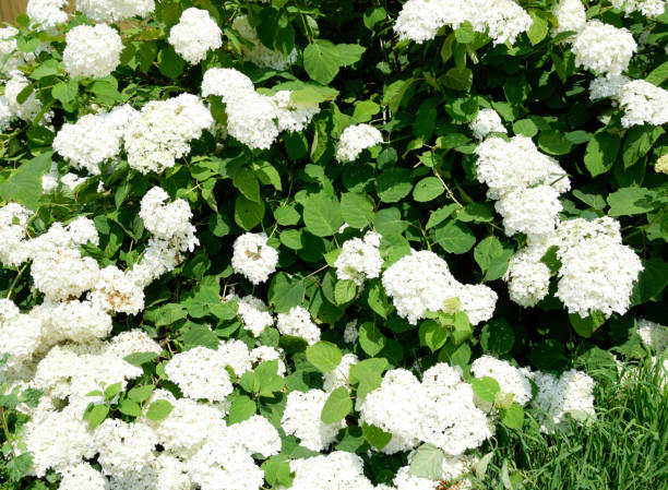 istock Flowers of a buldenezh 910505846
