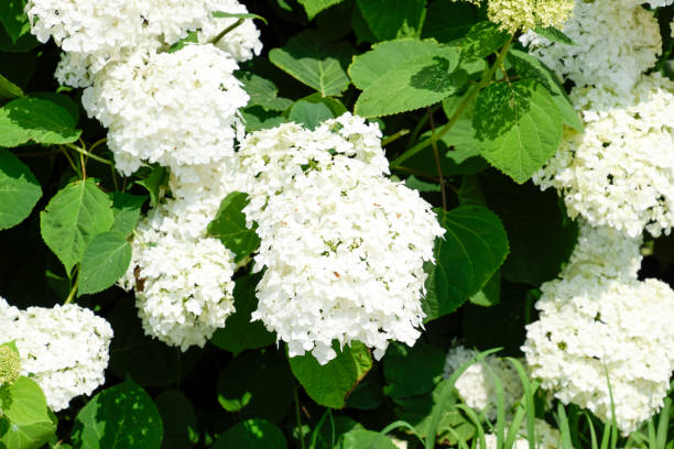 istock Flowers of a buldenezh 910505864