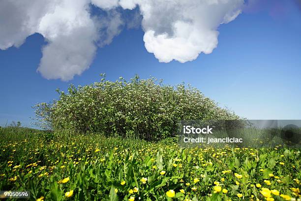 Żółty Kwiat - zdjęcia stockowe i więcej obrazów Bez ludzi - Bez ludzi, Chmura, Cumulus