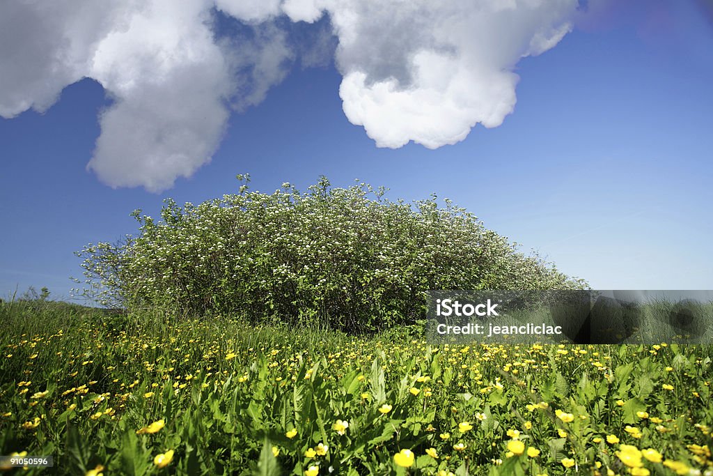 Flor amarela - Foto de stock de Amarelo royalty-free