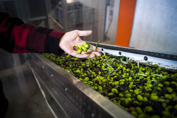 The making of extra virgin Olive Oil in Mola di Bari, Puglia