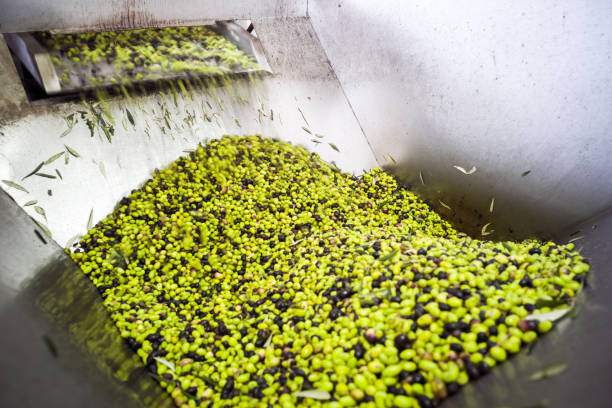 istock Making of Olive oil in Puglia 910506246