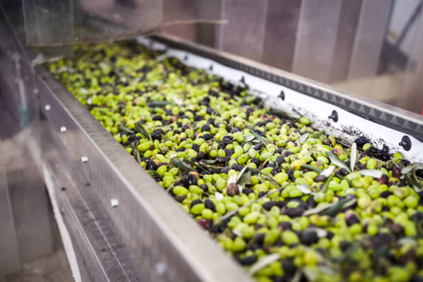 istock Making of Olive oil in Puglia 910506268