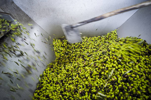 istock Making of Olive oil in Puglia 910506358