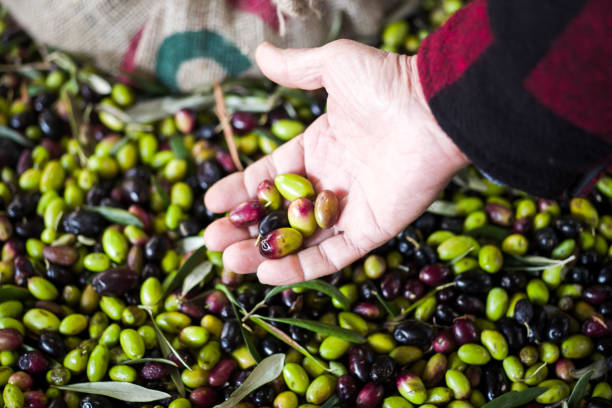 istock Making of Olive oil in Puglia 910506432