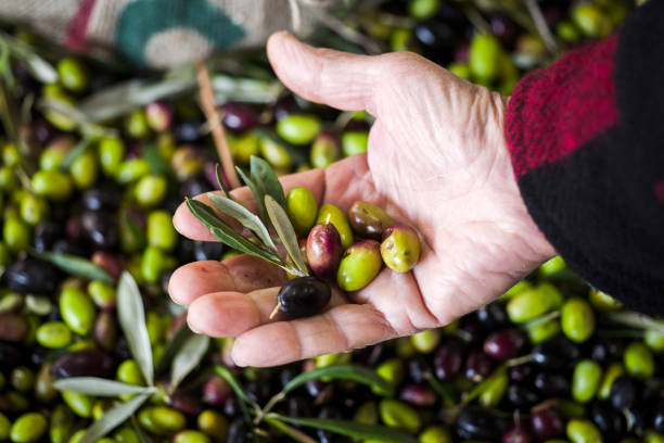 istock Making of Olive oil in Puglia 910506436