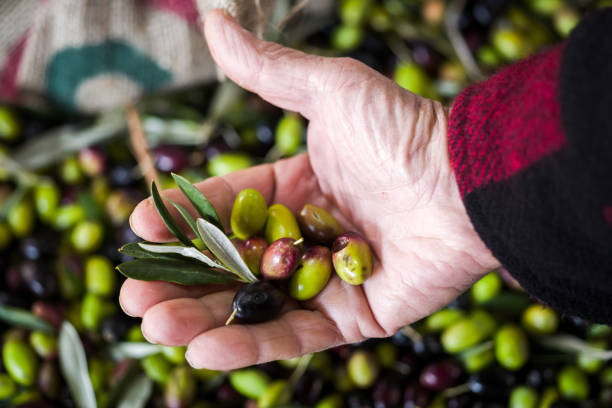 istock Making of Olive oil in Puglia 910506502