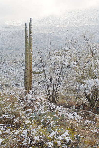 istock Desert and Cactus in the Snow 91050663