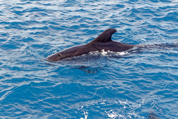 istock Short finned pilot whales and calves off Tenerife. 910506868