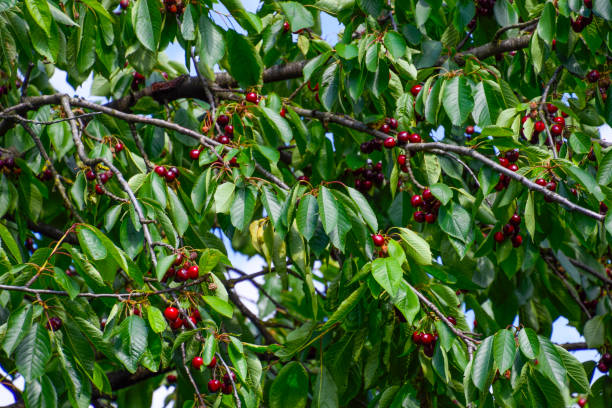 istock Ripe sweet cherry. 910507060