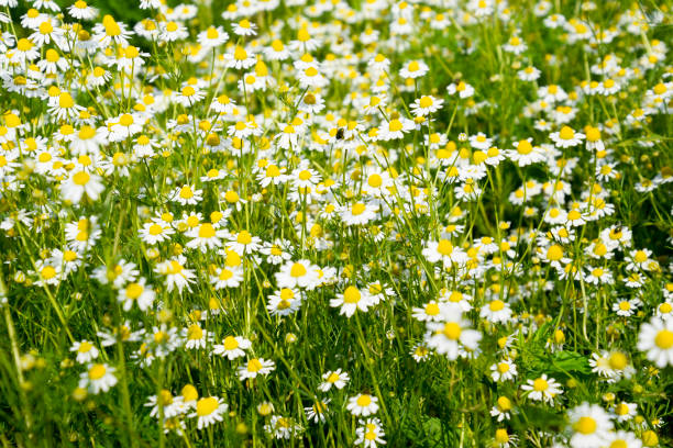 glade. fleurs de camomille. - pollen forecast photos et images de collection