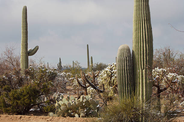 istock Desert and Cactus in the Snow 91050744