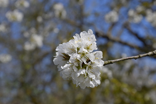 Blooming cherry plum. White flowers of plum trees on the branches of a tree. Spring garden