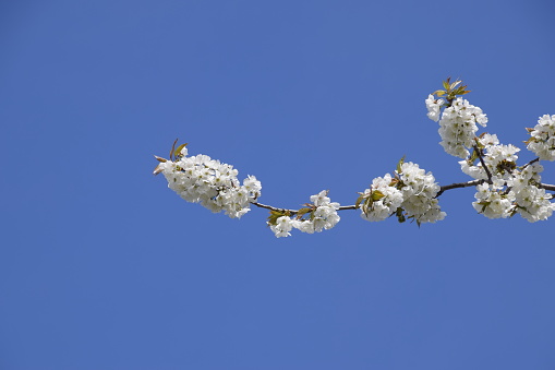 Blooming cherry plum. White flowers of plum trees on the branches of a tree. Spring garden