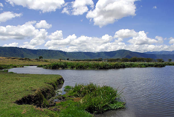 istock Landscape in the Ngorongoro Crater 91050875