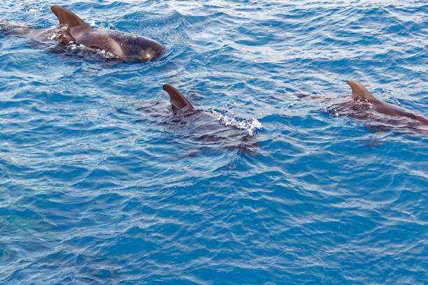istock Short finned pilot whales and calves off Tenerife. 910510058