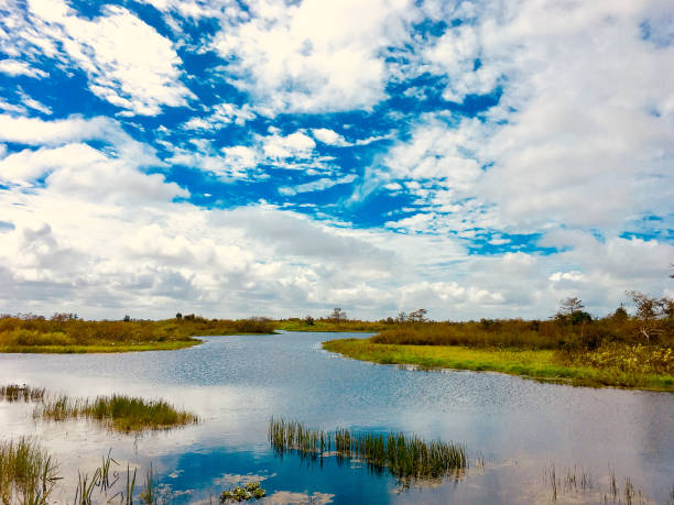 istock fall foliage in the swamps 910511862