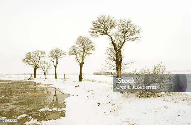 Winter Trees Stock Photo - Download Image Now - Bare Tree, Branch - Plant Part, Cold Temperature