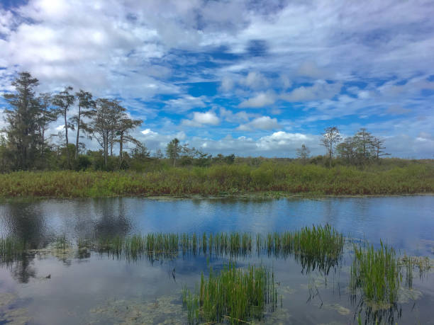 istock autumn cypress swamp landscape 910516850