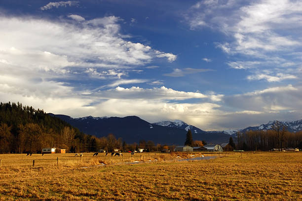 istock cow in farmland 91051756