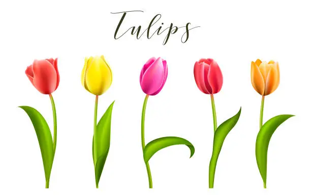 Vector illustration of Set of five different color tulips isolated