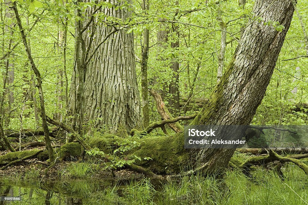Stary Dąb -, zakrzywiona spruce i wody - Zbiór zdjęć royalty-free (Bialowieza Las)