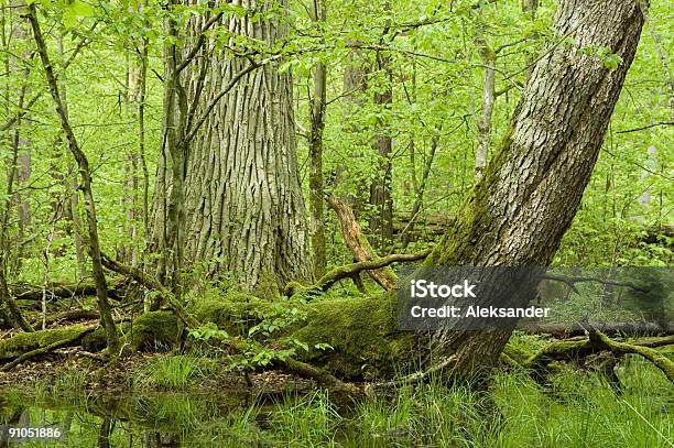 Stary Dąb Zakrzywiona Spruce I Wody - zdjęcia stockowe i więcej obrazów Bialowieza Las - Bialowieza Las, Drewno - Tworzywo, Dąb - drzewo