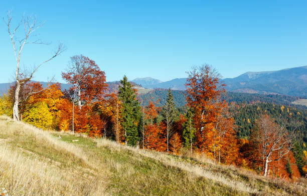 istock Morning autumn Carpathians landscape. 910520874