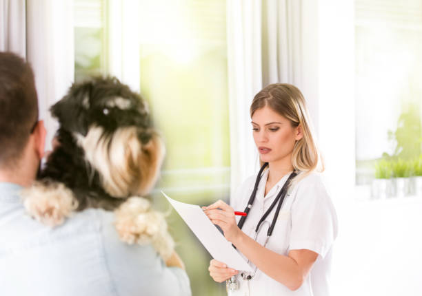 istock Cute dog at veterinarian exam 910521156
