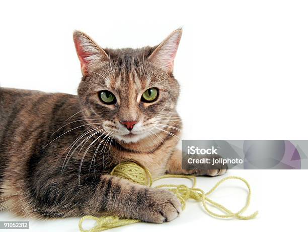 Brincalhão Filhote De Gato - Fotografias de stock e mais imagens de Cordel - Cordel, Gato domesticado, Animal