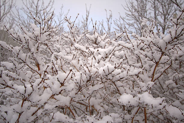 Covered with snow stock photo