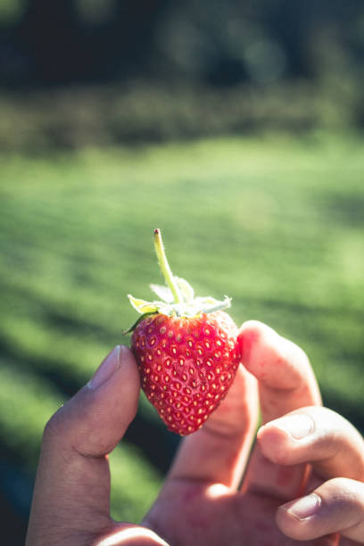 istock strawberry Fresh from the farm 910525046