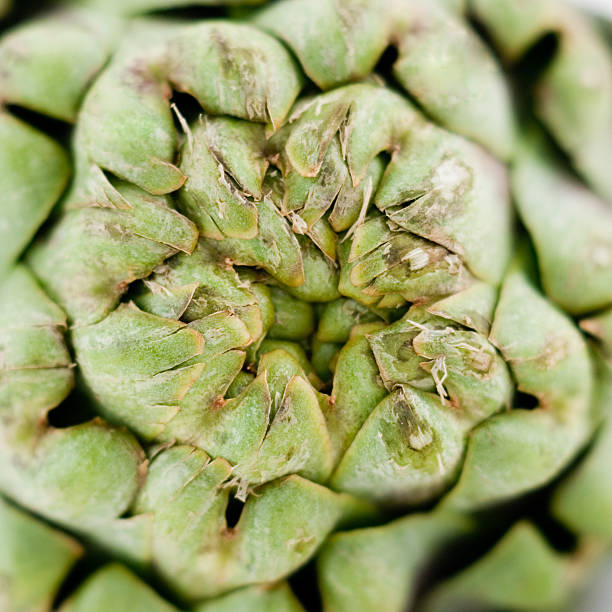 Artichoke up-close
