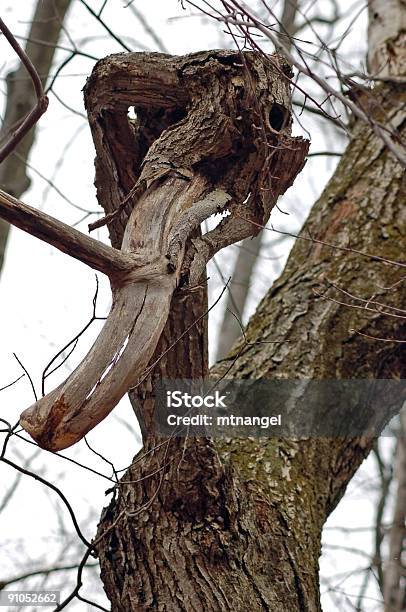 Tronco De Árvore - Fotografias de stock e mais imagens de Animal - Animal, Antigo, Ao Ar Livre