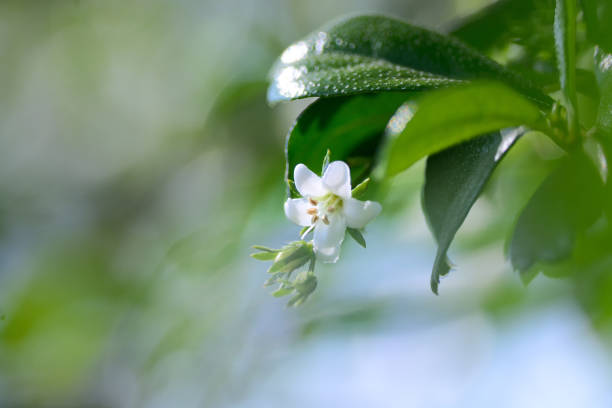 istock Orange Jessamine flowers (Satin-wood,Cosmetic Bark Tree),tropical white flower 910528508