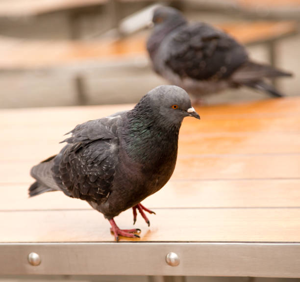 istock Dove on the table in the park 910532860