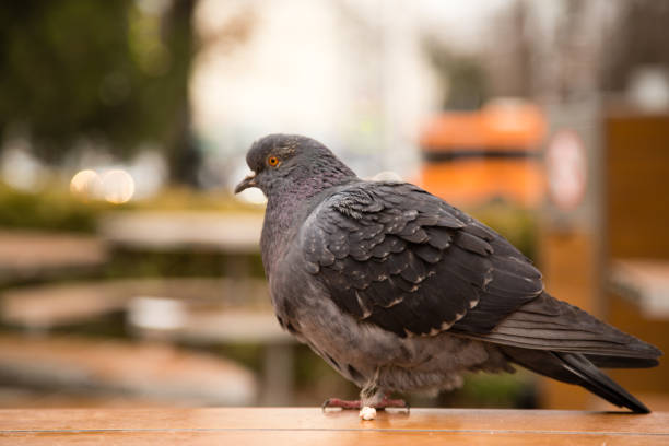 istock Dove on the table in the park 910532904