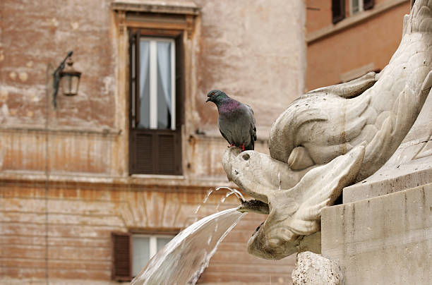 istock Fish fountain with pigeon on Piazza della Rotonda 91053306