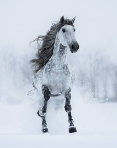 istock Runnig dapple-grey long-maned stallion in winter. 910536366